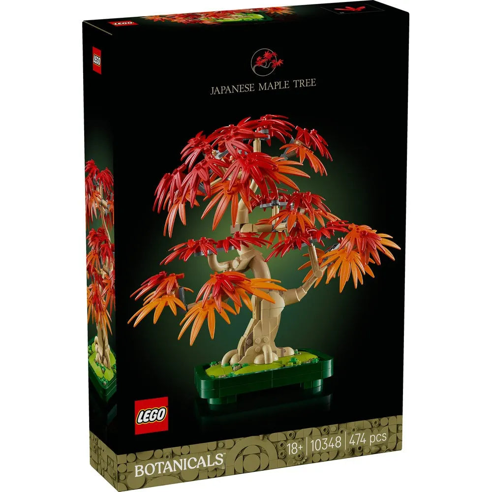 10348 JAPANESE RED MAPLE BONSAI TREE V29